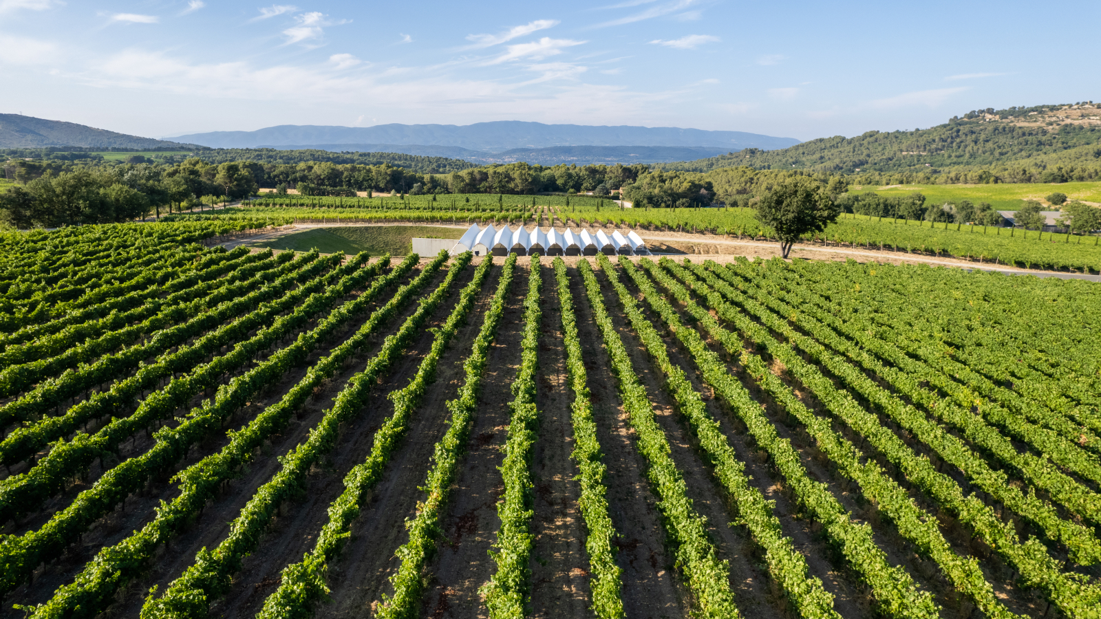 Un vignoble vallonné et verdoyant sous un ciel bleu, offrant un paysage rural paisible.