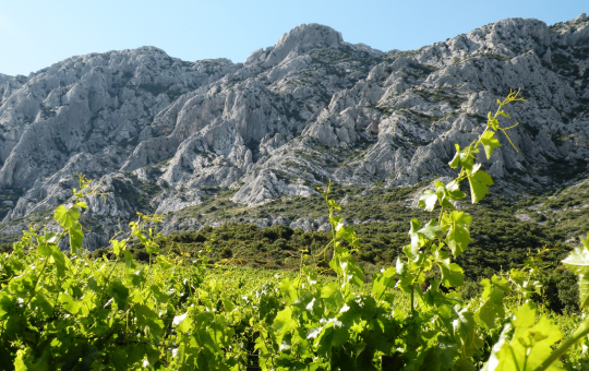 Vignes en contrebas avec un paysage montagneux rocheux et bleu ciel.