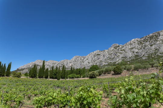 Vignes et montagnes calcaires sous un ciel bleu éclatant, paysage provençal enchanteur.