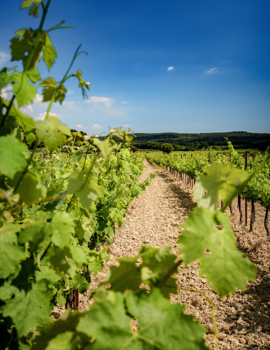 Célerons vignes verdoyantes sous un ciel bleu dans les vignes de la région.
