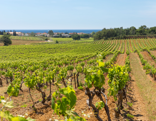 Des rangées de vignes verdoyantes s'étendent sur un paysage vallonné méditerranéen.
