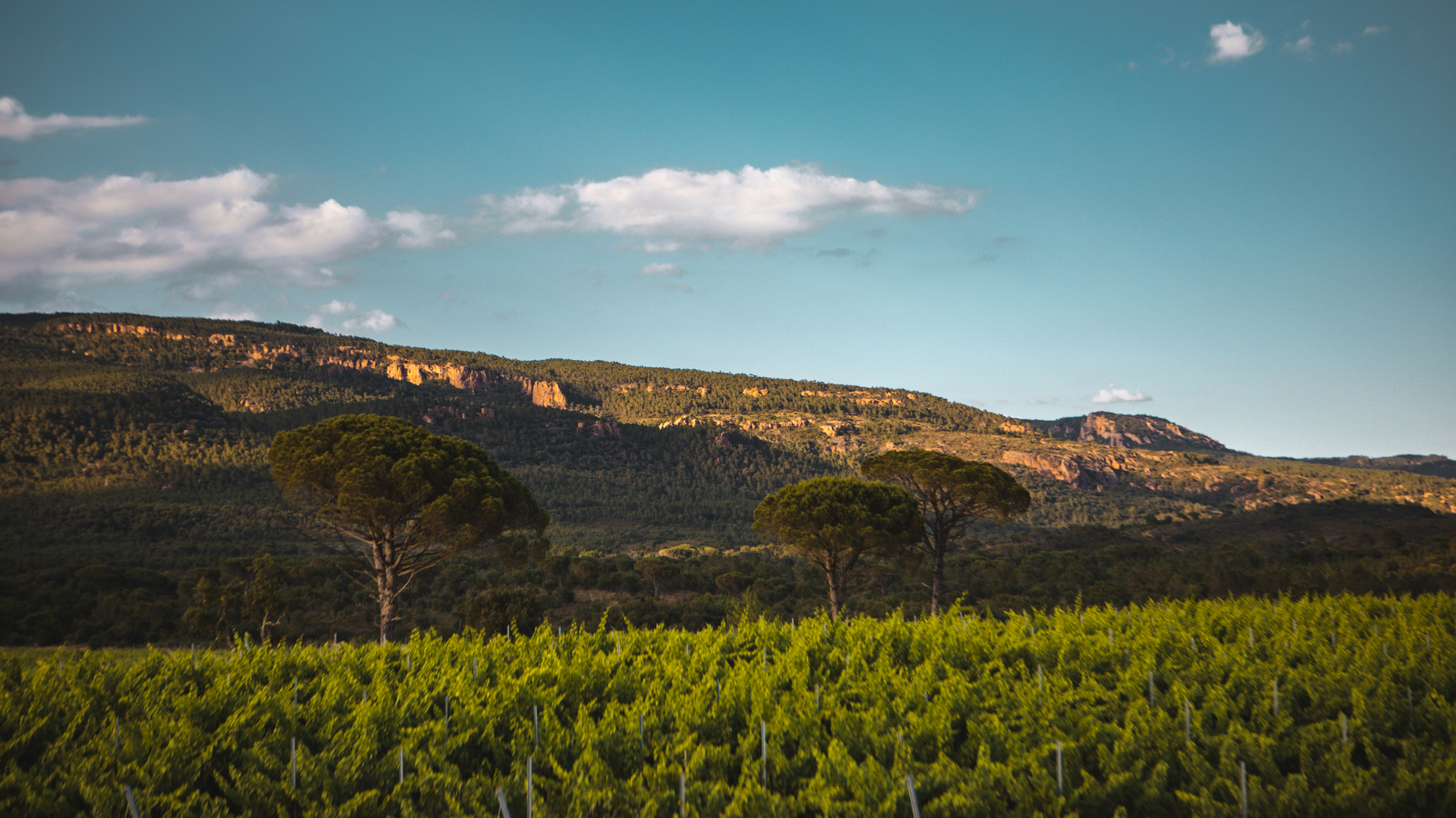 Vignes verdoyantes et montagnes sous un ciel bleu avec des nuages blancs.