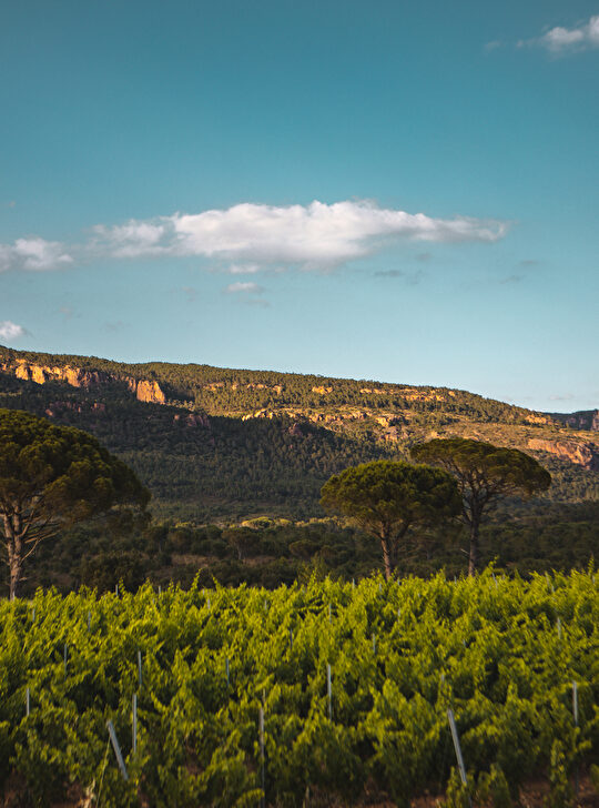 Vignes verdoyantes et montagnes sous un ciel bleu avec des nuages blancs.