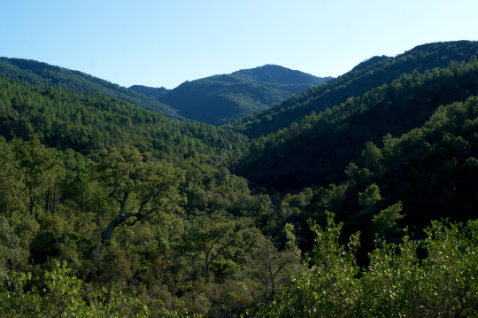 Paysage de montagne luxuriant avec des forêts denses sous un ciel bleu clair.