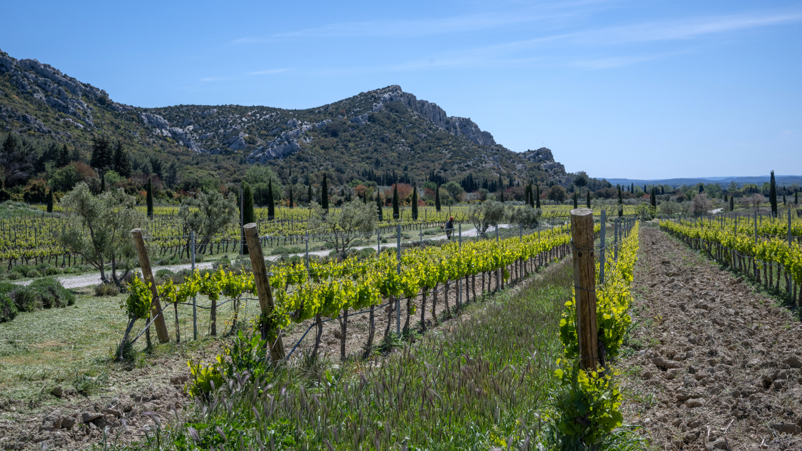 Un paysage vallonné avec des vignes et des oliviers sous un ciel bleu clair.