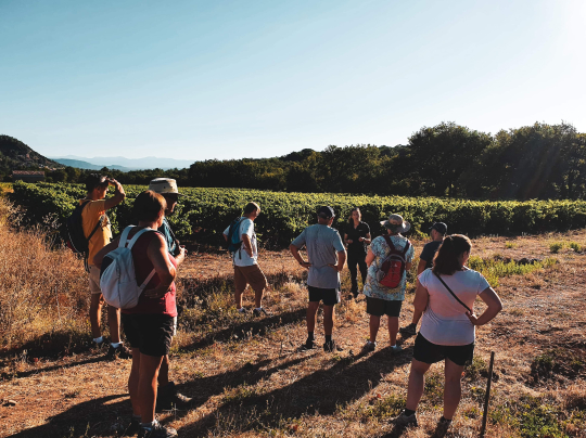 Un groupe de personnes se promène dans un vignoble ensoleillé, observant les rangées de vigne.