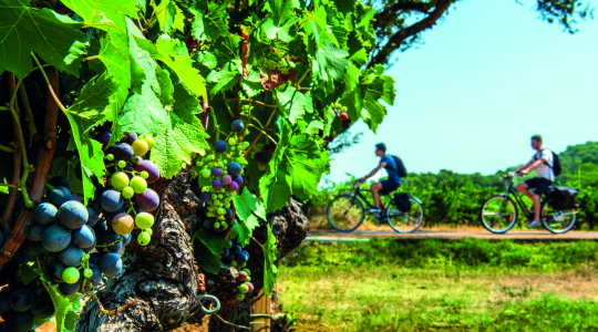 Des vignerons se baladent à vélo au milieu des vignes chargées de grappes.