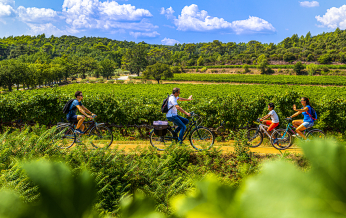 Des cyclistes profitent d'une balade agréable à travers un vignoble verdoyant sous un ciel bleu.