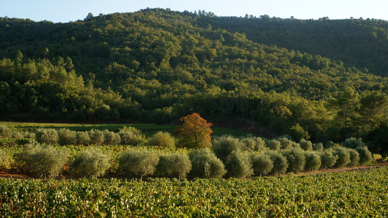 Paysage verdoyant d'oliveraies et de collines, baigné de lumière dorée au crépuscule.