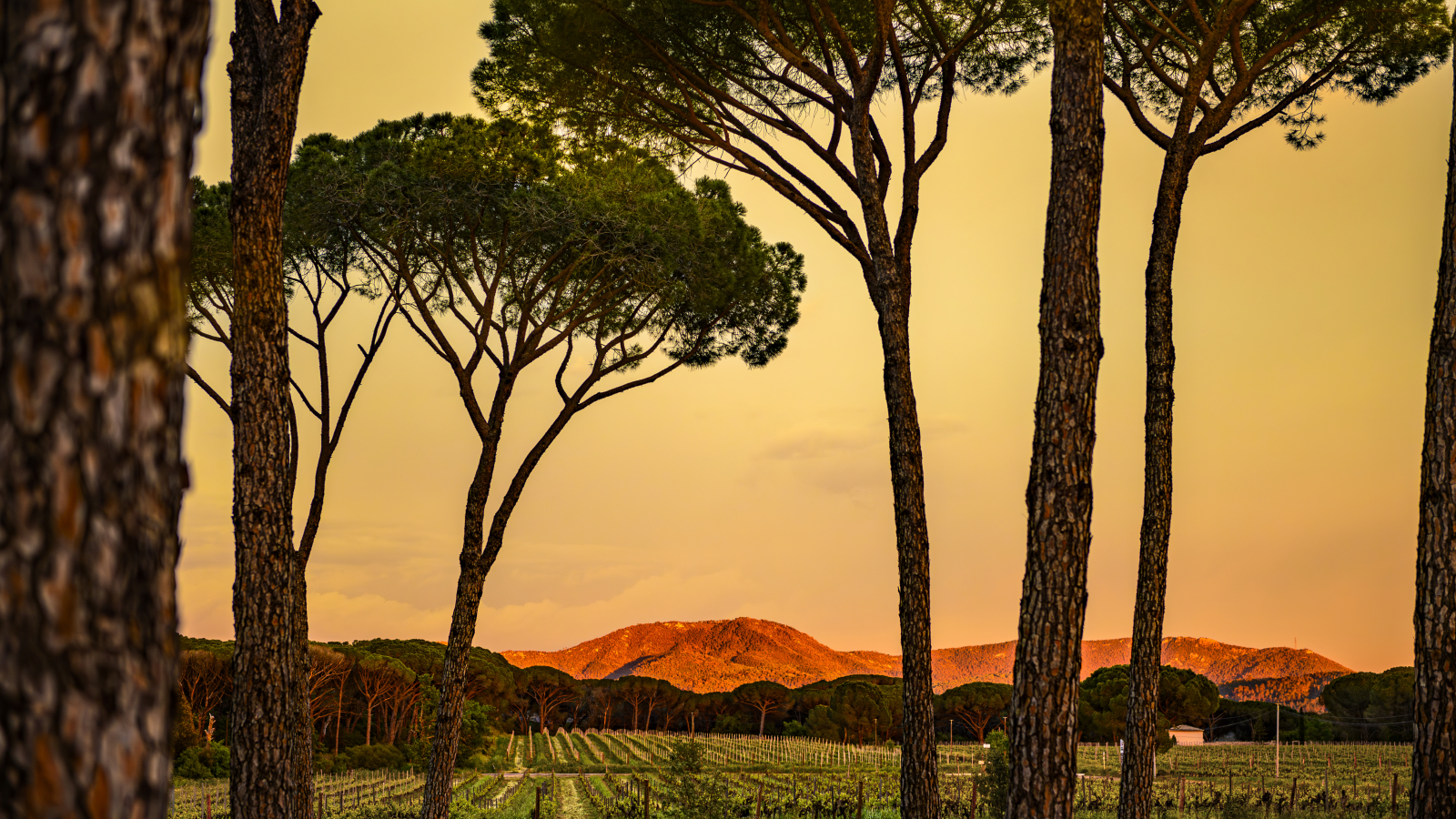 Paysage ensoleillé avec des pins et des vignes au coucher du soleil.