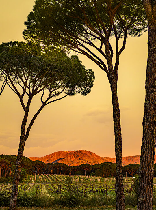 Paysage ensoleillé avec des pins et des vignes au coucher du soleil.