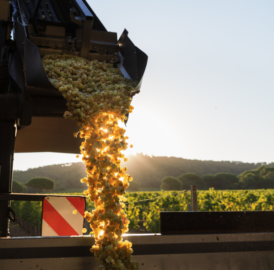Des raisins verts s'écoulent d'une moissonneuse-batte au coucher du soleil, vue sur les vignes.