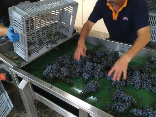 Travailleurs triant des raisins sur une chaîne de convoyage dans une cave à vin.