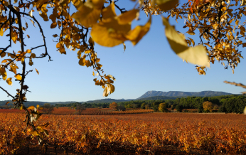 Un paysage vallonné d'une vigne dorée sous un ciel bleu, avec des arbres aux feuilles jaunes.