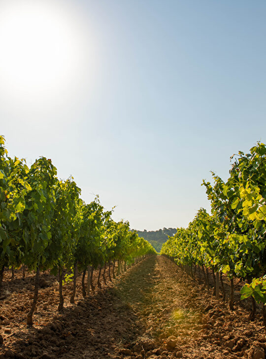 Une rangée de vignes verdoyantes sous un soleil éclatant dans un paysage vallonné.