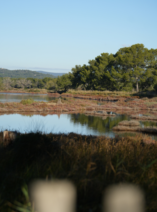 Paysage calme d'une mare avec des arbres et des herbes sèches au soleil.