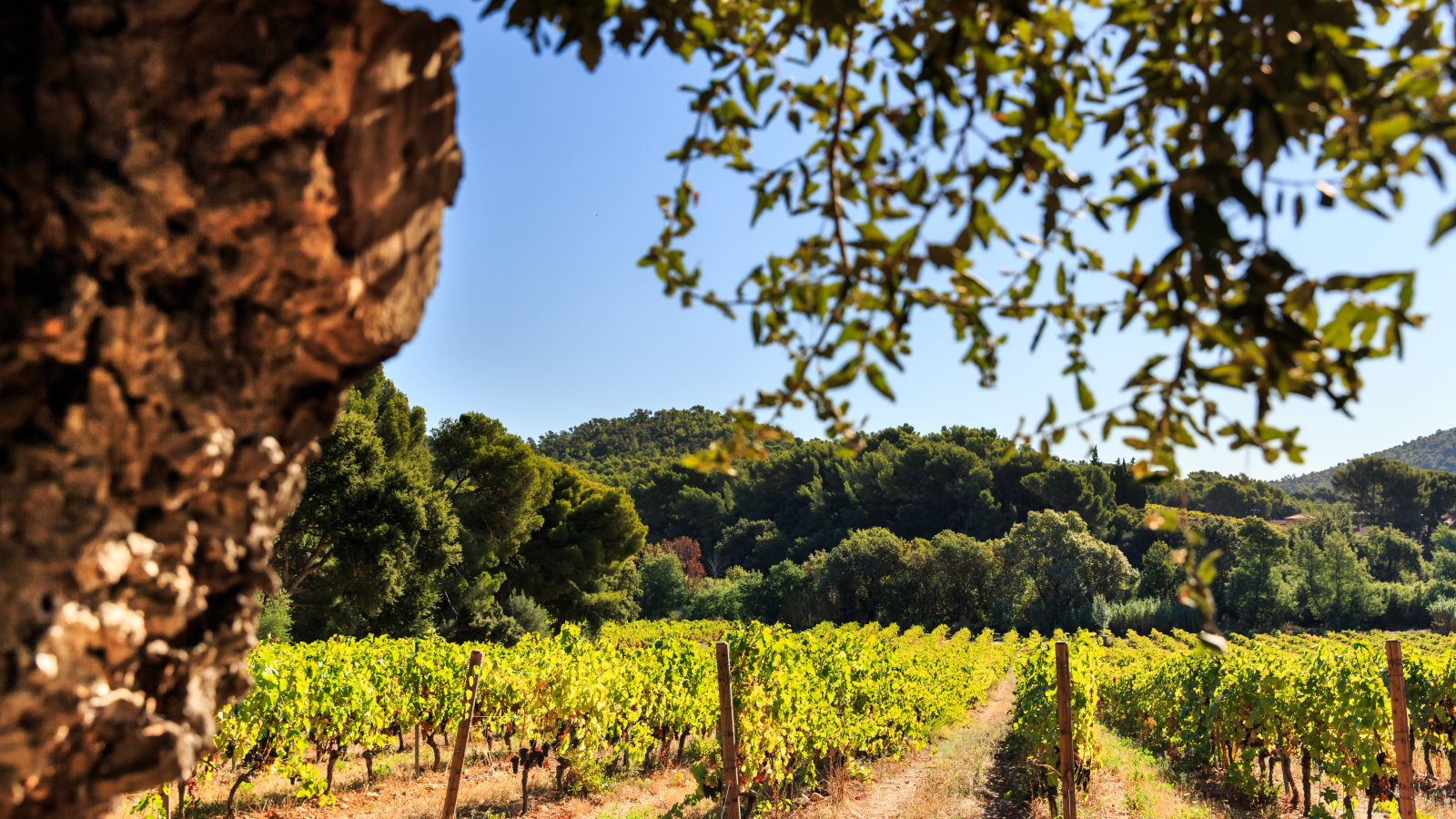 Un vignoble verdoyant sous un ciel bleu, avec des collines environnantes.