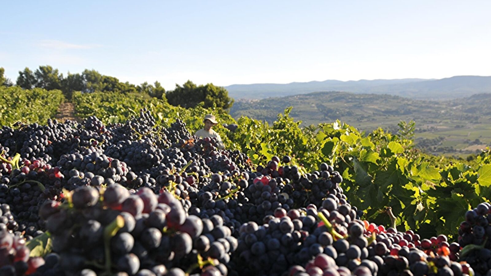 Un vigneron récolte les raisins gorgés de soleil dans un paysage vallonné.