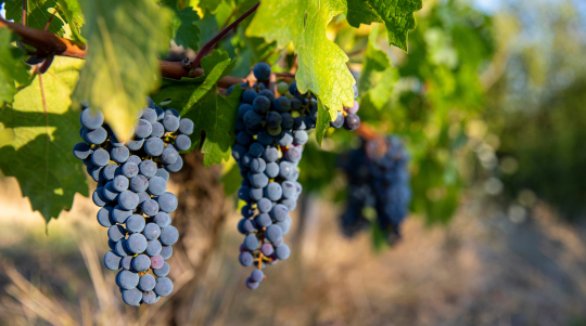 Des grappes de raisins violets mûrissent sur une vigne, offrant un aperçu de la récolte.