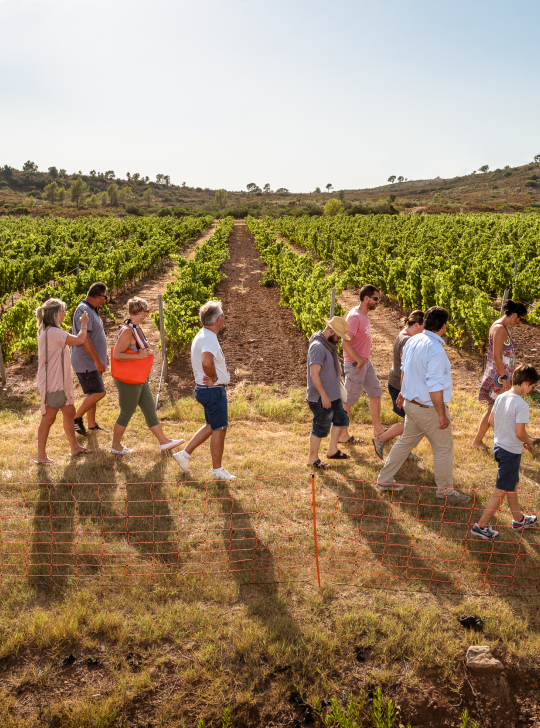 Un groupe de personnes se promène dans un vignoble ensoleillé, profitant d'une belle journée.