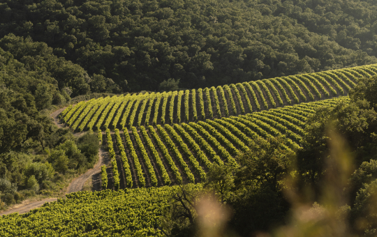 Des vignes en terrasses verdoyantes s'étendent sur une colline boisée sous un ciel clair.