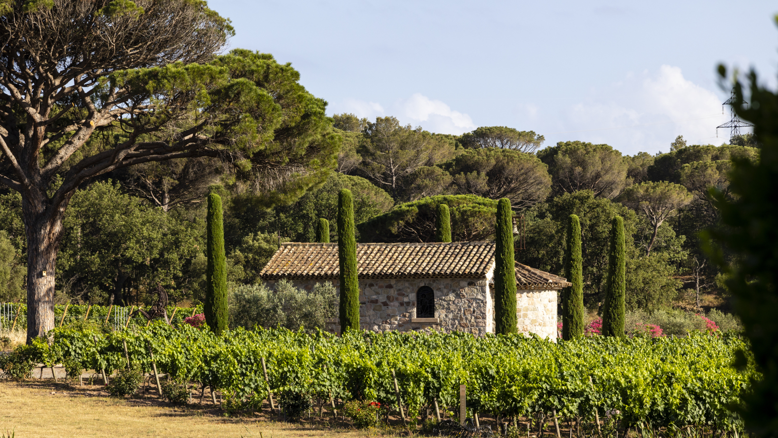 Une petite chapelle en pierre se trouve dans un vignoble paisible, entourée d'arbres et de pins.