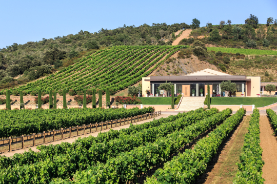 Vignes verdoyantes et bâtiment viticole moderne sur un paysage vallonné.