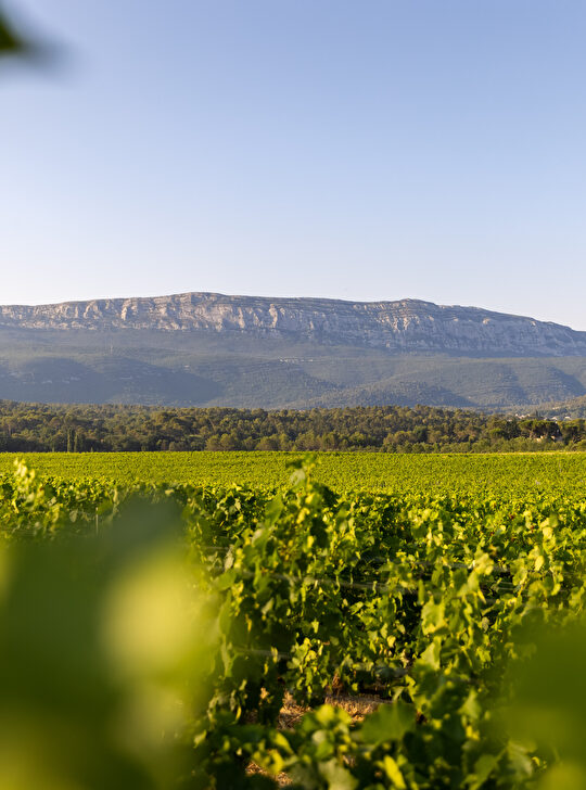 Un vignoble vallonné et luxuriant se dévoile devant les montagnes en arrière-plan.
