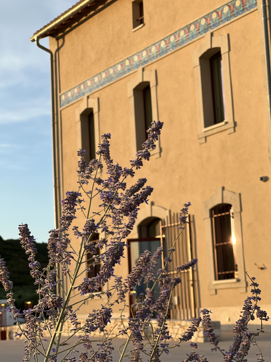 Lavande sauvage devant un bâtiment en pierre, ambiance douce et lumineuse.