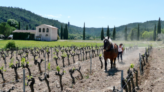 Un cheval labourant une vigne dans un paysage rural provençal sous le soleil.
