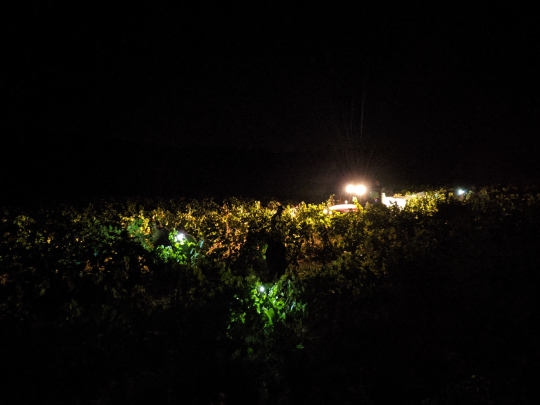 Un vignoble illuminé la nuit, avec des lumières scintillantes dans les vignes.