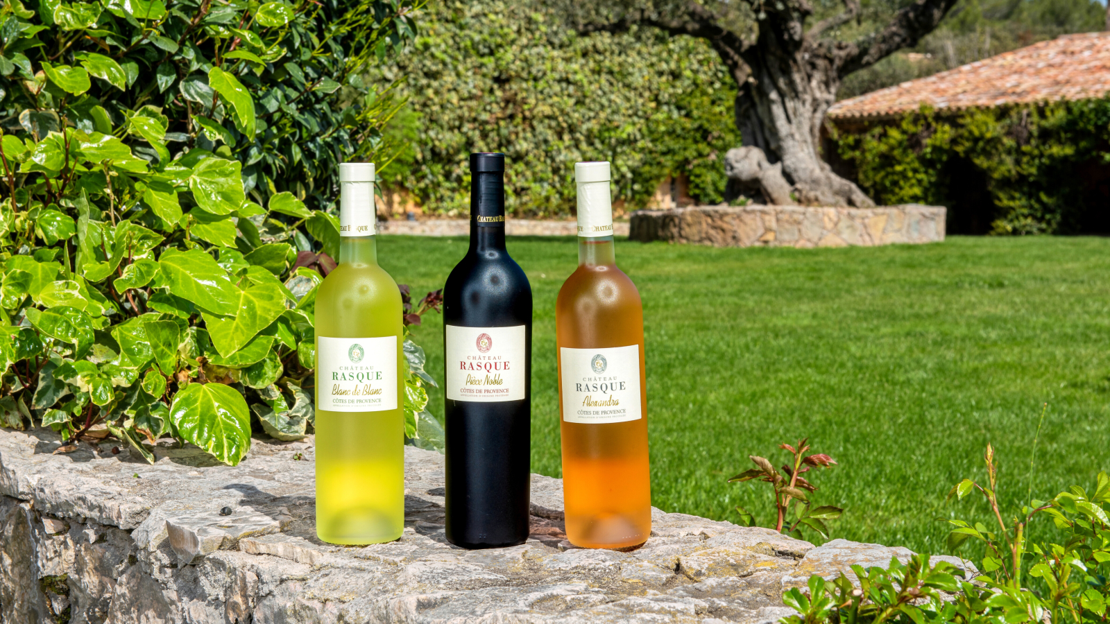 Des bouteilles de vin de Château Rasque, posées dans un vignoble provençal verdoyant.