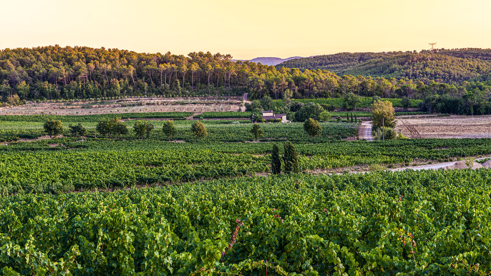 Vignes verdoyantes et paysage vallonné au coucher du soleil, vue sur la Provence.