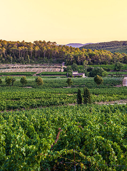 Vignes verdoyantes et paysage vallonné au coucher du soleil, vue sur la Provence.