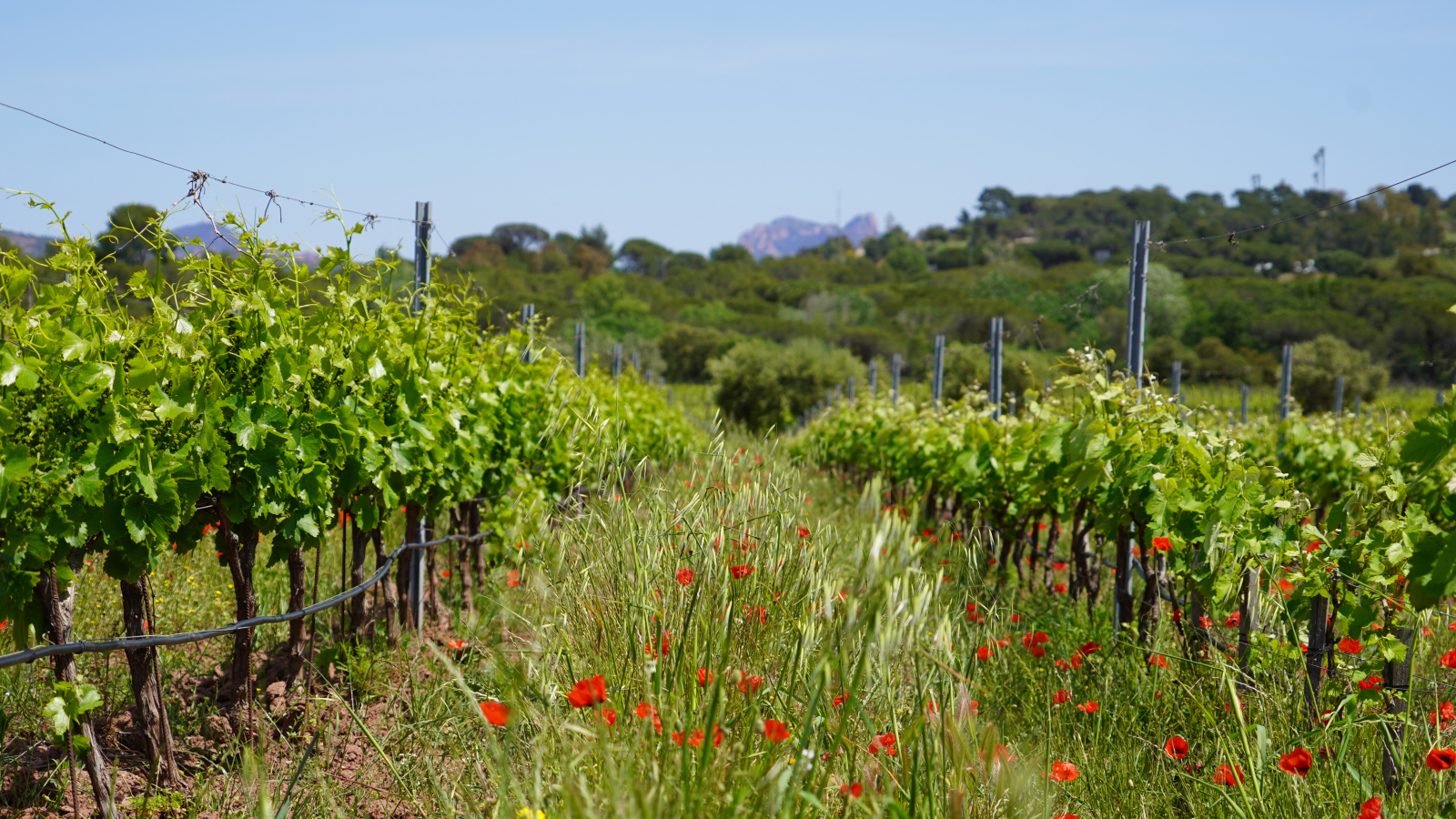 Une vigne luxuriante bordée de coquelicots rouges sous un ciel bleu ensoleillé.