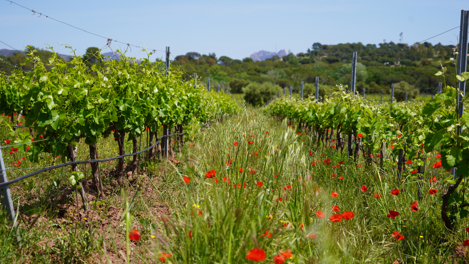Une vigne luxuriante bordée de coquelicots rouges sous un ciel bleu ensoleillé.