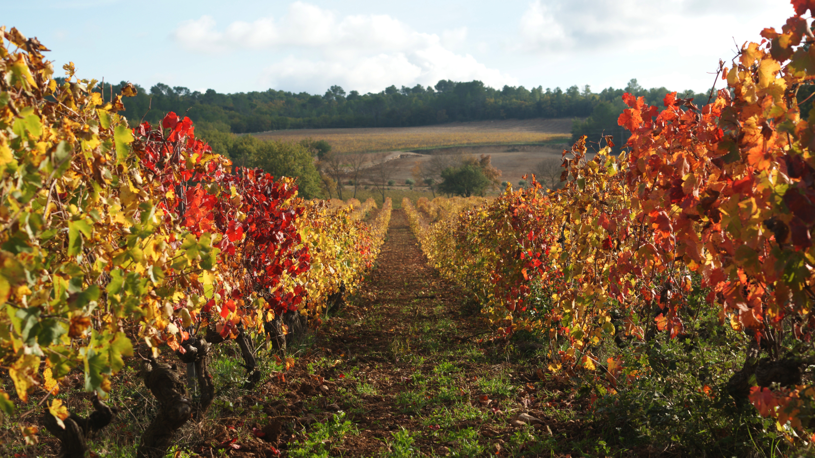 Des vignes colorées se dressent dans un paysage vallonné et automnal, sous un ciel clair.
