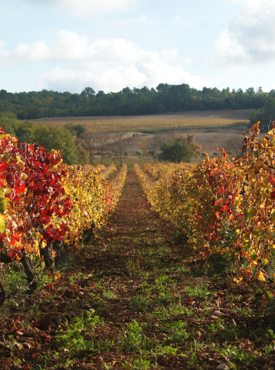 Des vignes colorées se dressent dans un paysage vallonné et automnal, sous un ciel clair.