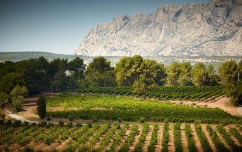 Vignes verdoyantes sous les montagnes calcaires de la région provençale.