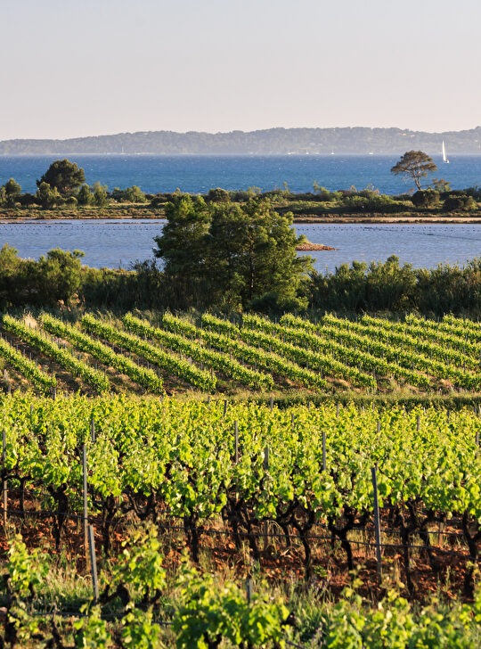 Vignes verdoyantes et paysage côtier méditerranéen baigné de soleil, vue sur la mer.