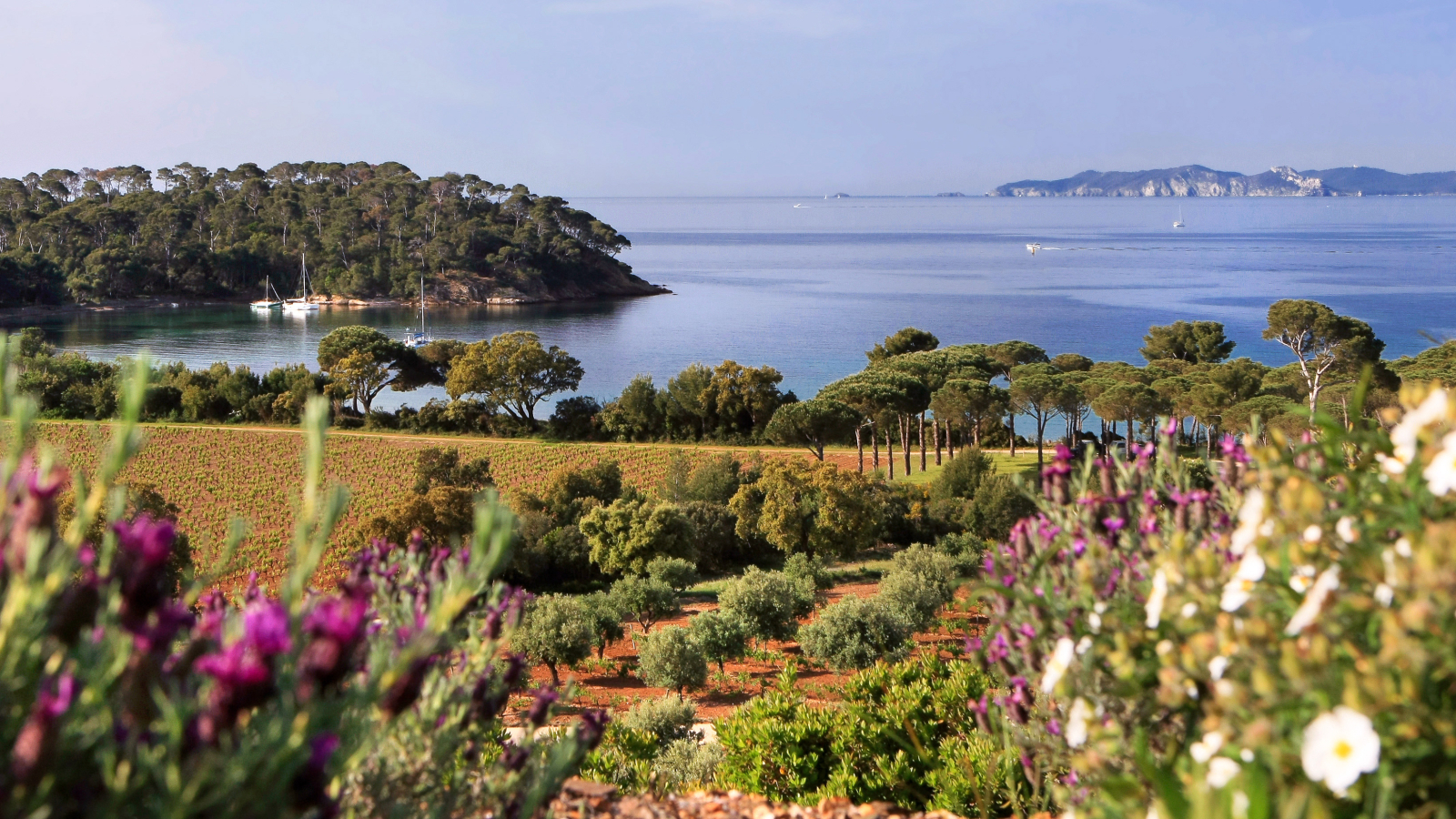Paysage méditerranéen paisible avec une baie, des arbres et des fleurs sauvages.