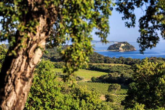 Vue panoramique sur la côte méditerranéenne, vignes et île au loin.