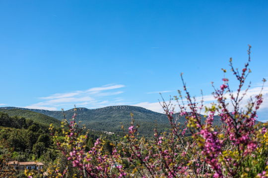 Paysage montagneux sous un ciel bleu avec des fleurs printanières en premier plan.