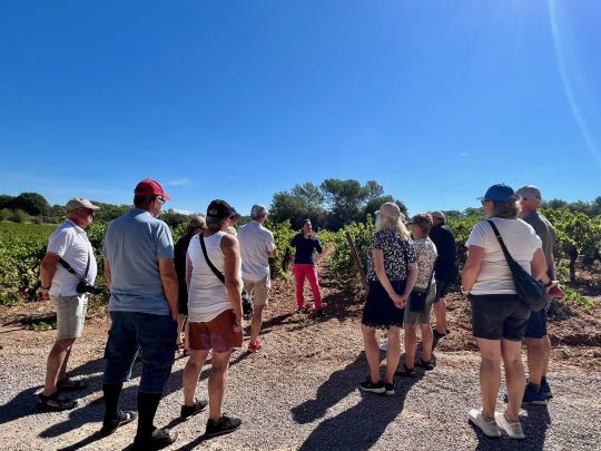 Un groupe de touristes admire une vignoble sous un ciel bleu éclatant.