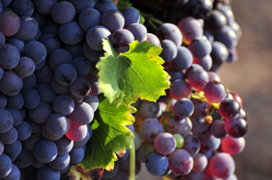 De gros raisins gorgés, ornés de feuilles vertes, promettent un vin délicieux.