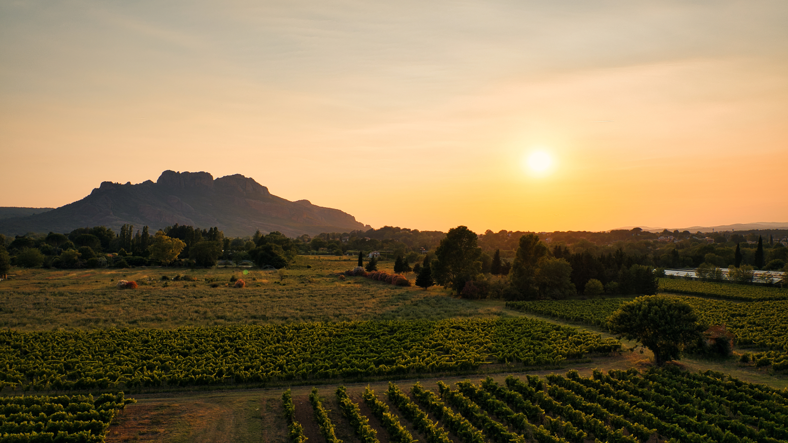 Paysage de vignobles au coucher du soleil, avec une montagne en arrière-plan.