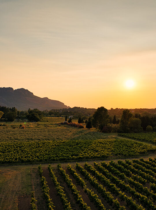 Paysage de vignobles au coucher du soleil, avec une montagne en arrière-plan.
