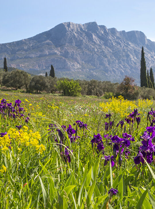 Un champ fleuri violet et jaune devant un imposant mont ensoleillé.