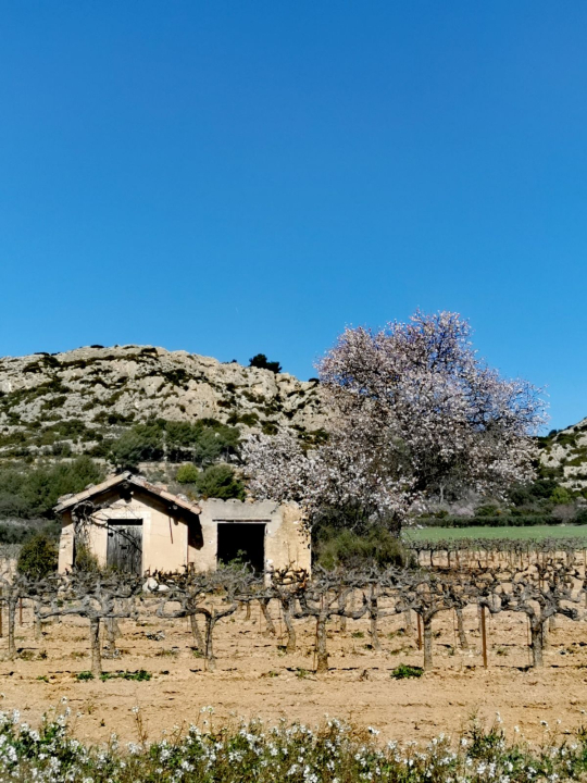 Une petite ferme isolée sous un ciel bleu, entourée de collines et d'un arbre en fleurs.