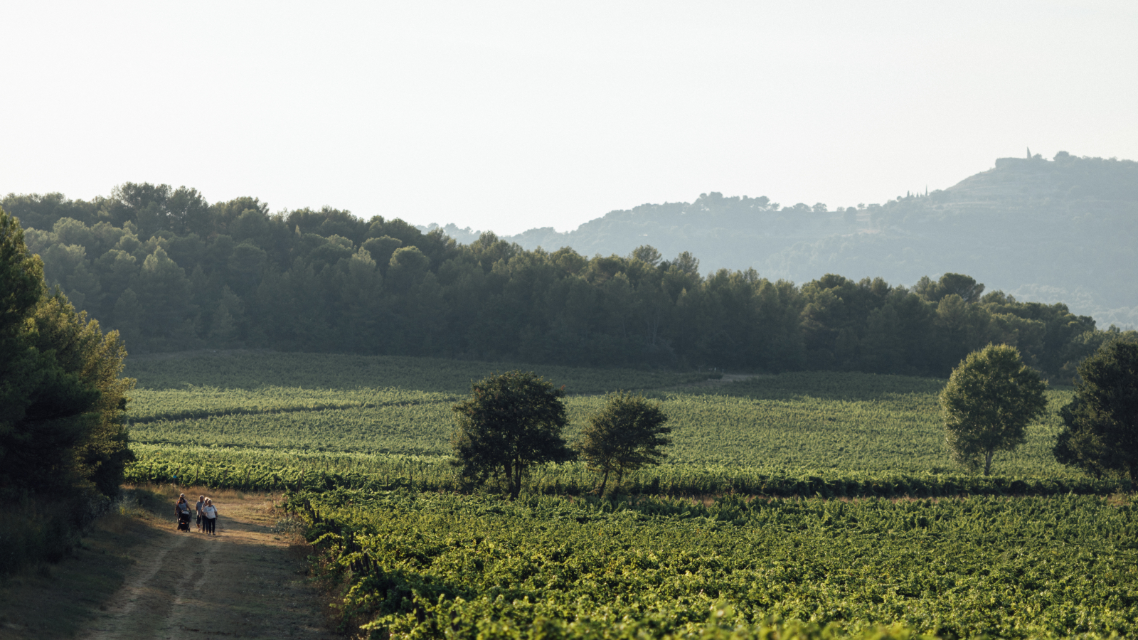 Paysage vallonné avec vignes et arbres, trois personnes se promènent dans un champ verdoyant.